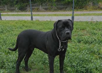 Cane Corso Reproduktor