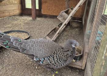 Sprzedam samca bażanta wieloszpona