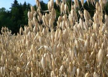 Sprzedam zboże pszenica owies