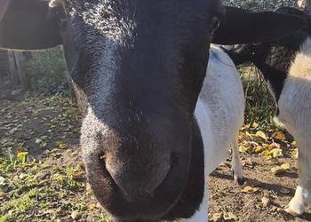 Baranek DORPER. Tryk, Jarek, Owce, baranki.