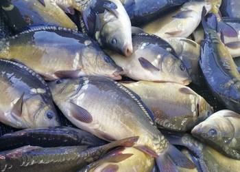 Kroczek karpia sprzedam.