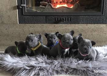 Buldog francuski blue  buldogi