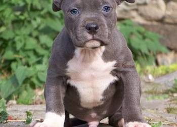 American Staffordshire Terrier  Blue  Amstaff Szczeniak Samiec