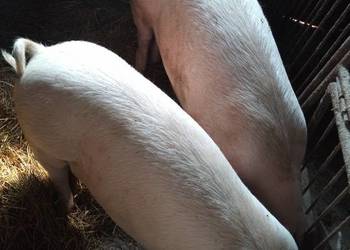 Tucznik waga 130-140