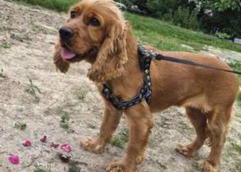 Suka Cocker Spaniel