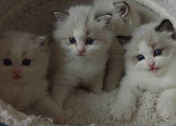 Cudowne kociaki Ragdoll, FPL, rodowód, hodowla od 12 lat