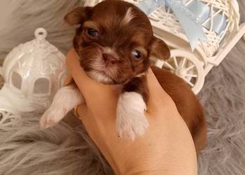 Czekoladowy piesek rasy Shih-Tzu