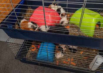 Sprzedam świnki morskie