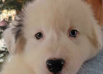 Szczeniaki Lajka Jakucka