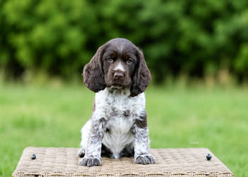 Polski Spaniel Myśliwski -  Psy Artemidy FCI -  szczeniak pies