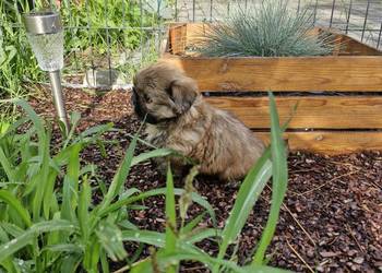 Shih tzu  sprzedam