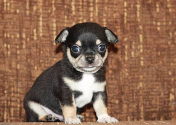 Chihuahua krótkowłosy z prawdziwej hodowli ZKwP FCI