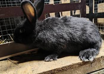 Sprzedam młode samce mieszańce