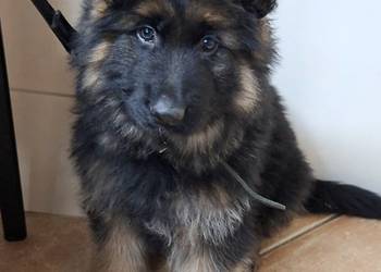 owczarek niemiecki długowłosy