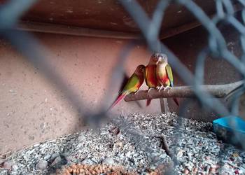 rudosterki pinaple sprzedam