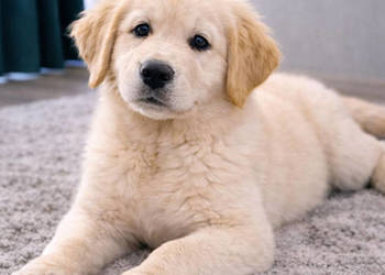 Piesek Golden retriever | 4msc | Rodowód | Paszport