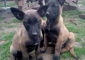 Owczarek belgijski malinois