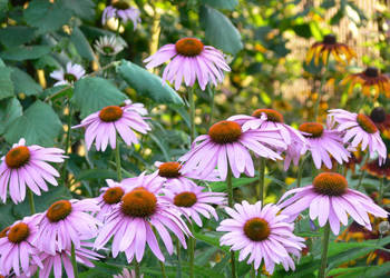 JEŻÓWKA WĄSKOLISTNA Echinacea - sadzonki w doniczkach