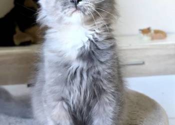 Maine Coon - Niebieskie szylkretki ! Linia Shaded !