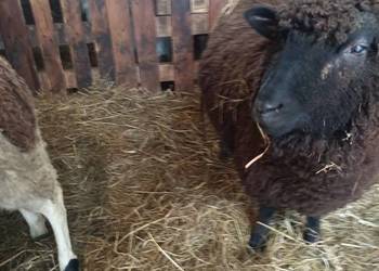 Baran czarny tryk z wiosny 2025