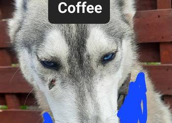 Syberiany husky mlode