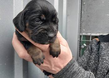 Gończy polski szczeniaczki