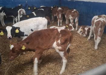 Cielaki 50-80 kg mleko