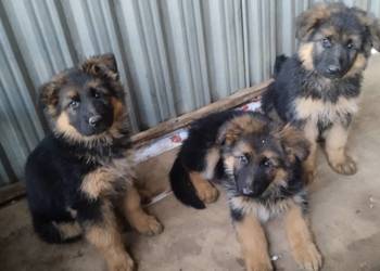 Owczarek niemiecki długowłosy