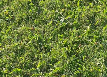 Oferta sprzedaży gruntu Łazy 500m2