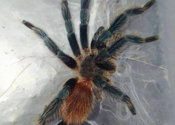 Dolichothele diamantinensis - dorosły samiec