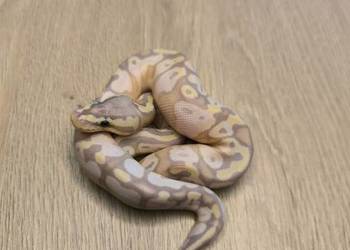 Pyton królewski Banana Calico Pastel OD ph Clown