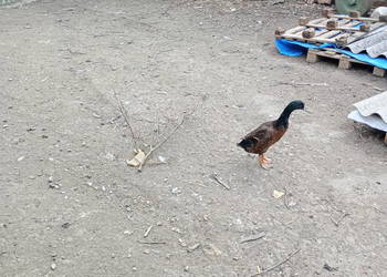 Kaczory Biegusy indyjskie- 3 ptaki