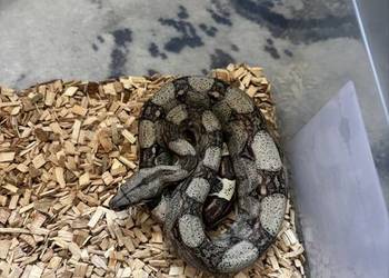 Wąż boa constrictor