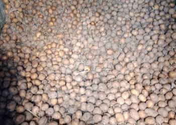 Sadzeniaki ziemniaka gala