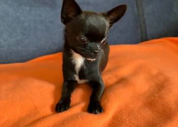 Piesek Chihuahua