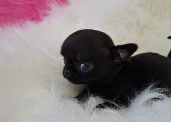 Xxs Maluszek Chihuahua