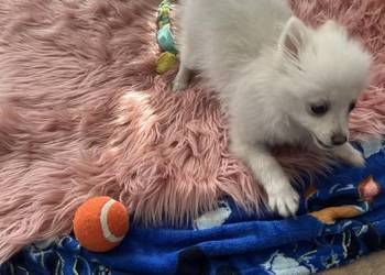 szpic miniaturowy - piesek