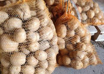 Ziemniaki jadalne Queen Anna oraz Vineta