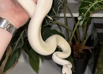 Pyton królewski Karma