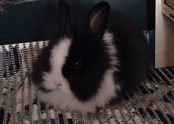 Króliczek samczyk karzełek Teddy