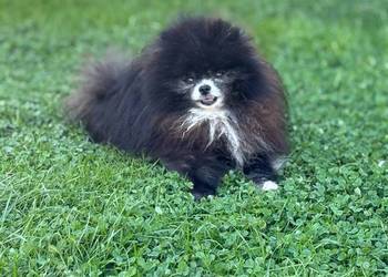Szpic pomeranian Karl