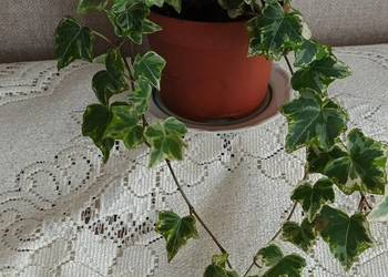 Roślina doniczkowa bluszcz.