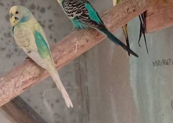 Papugi faliste 4 sztuki samców