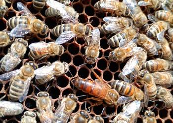 Odkłady pszczele, Pszczoły- Ramka Dadant, Wielkopolska,  Langstroth