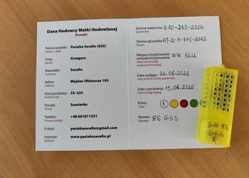 Od ręki Unasiennione matki pszczele car SKLENAR G10 czerwiące krainki UN