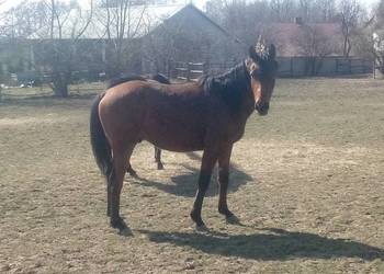 Wałach Angloarab 3 lata