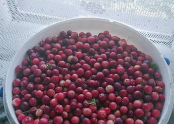Żurawina z bagna 60 zł kg-30 zł litr