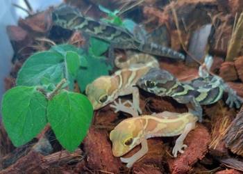 Gekony madagaskarskie Pareodura picta