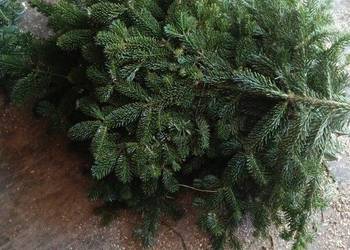 Gałęzie jodły kaukaska na wiązanki stroiki