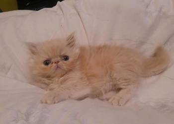 Kotka perska biszkoptowa